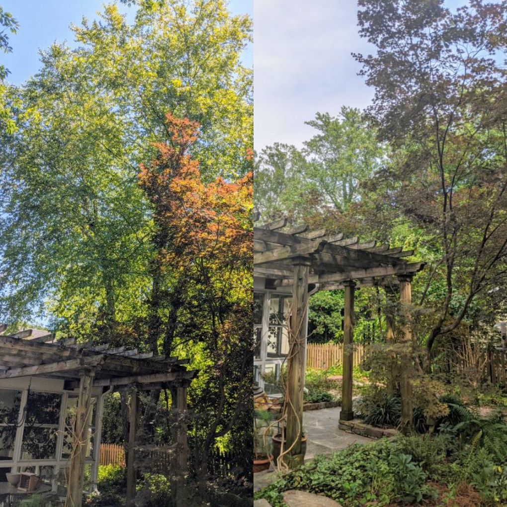 Before and after tree removal near a garden pergola in Greensboro NC by JD TREE, LLC.