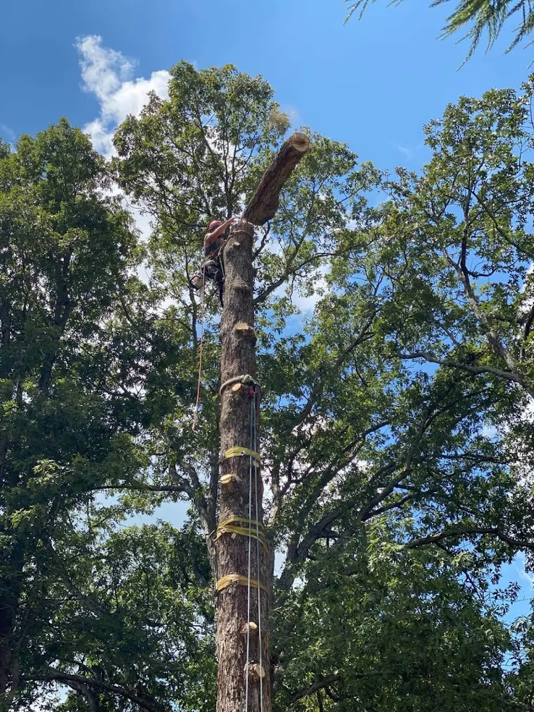 JD TREE, LLC professional tree climber performing sectional dismantling of a large tree in Greensboro NC.