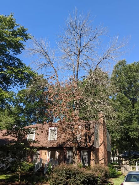 Hazardous dead tree removal assessment by JD TREE, LLC for a residential property in Greensboro NC.