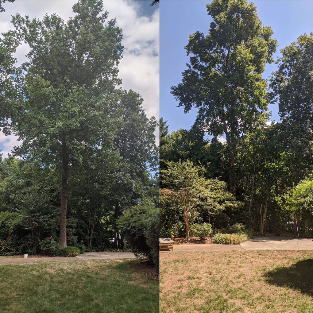 Before and after large tree removal near a driveway in Greensboro NC by JD TREE, LLC.