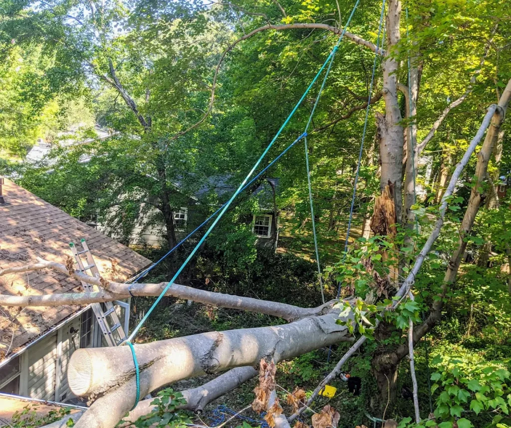 JD TREE, LLC using ropes to rig and remove a hazardous tree limb over a house in Greensboro NC.